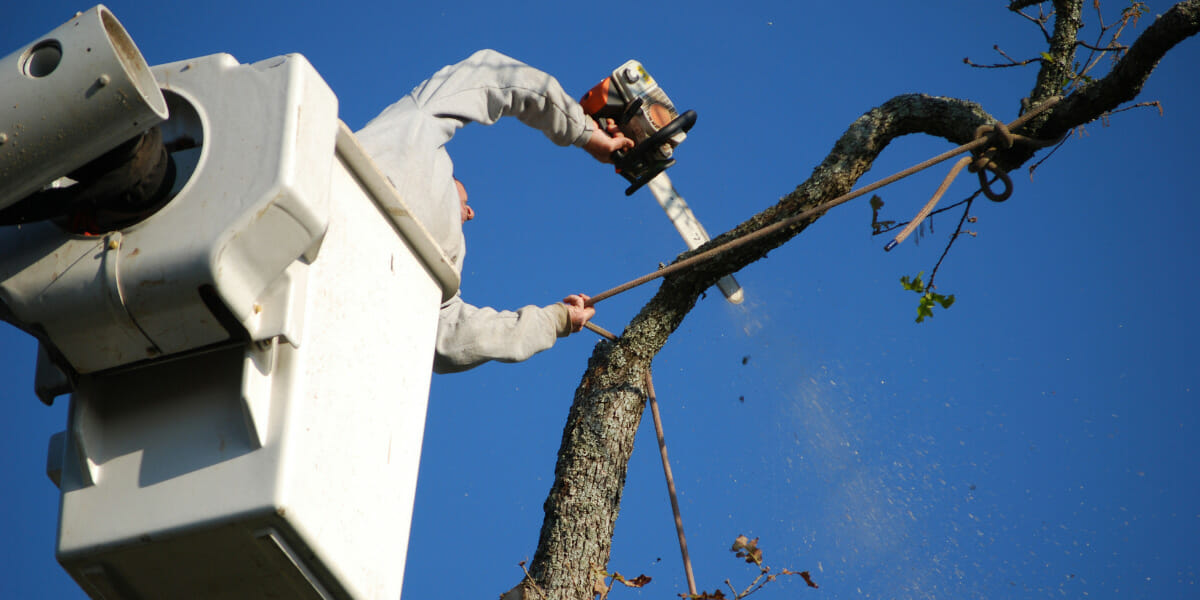 Shelter Roofing and Solar - trim trees