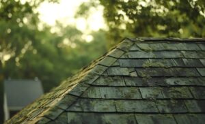 roof algae and mold